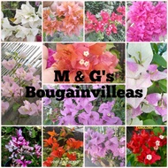 Plants☈▫▩bougainvillea with freebies  (cuttings only/no roots yet)