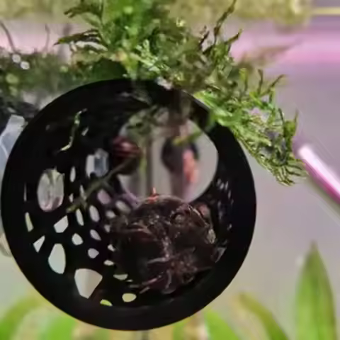 Aquarium Fish Tunnel Toys Betta Fish Tunnel Hideouts & Playground Caves for Betta Guppies & Bottom F