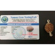 Original Rudraksha 3 face with Lab Test Certificate