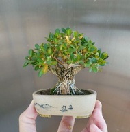 黃楊 盆栽 盆景