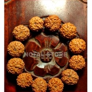Rudraksha New MUKHI 8th Grain RUDRAKSHA