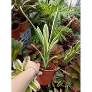 Bromeliad Neoregelia Acheme , actual plant as per pic shown