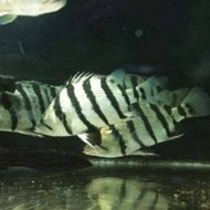 NEW Hiasan Ikan Datz silver jumbo
