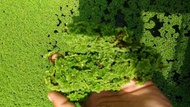Bibit rumput Azolla Azola Microphyla Pinata Pakan Ikan 1 kg makanan hewan air