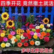 Flower Seed Outdoor All Year All Seasons Flowering Courtyard Flower Seed Daquan Wild Flower Grid Mul