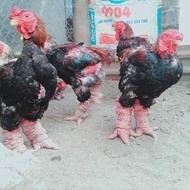 ayam dong tao