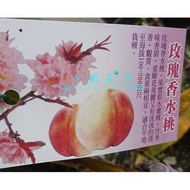 心栽花坊-玫瑰香水桃/水蜜桃品種/嫁接苗/水果苗/售價160特價140