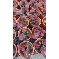 Caladium thailand black mamba(combo set 10pots)