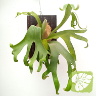 Wood Board for Mounting Plants Orchid Board Platycerium/Staghorn/Fern Mounting Board IOB
