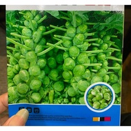 Brussels Sprout Seed 100Pcs from SG