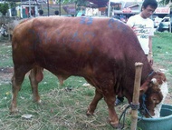 SAPI BALI MADURA LIMOUSINE SIMENTAL QURBAN SEHAT,BERKUALITAS dan SYAR'