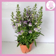 LIVE PLANT | Euryops Purple Flowering Plant Pokok Bunga Outdoor Indoor Plants (FLB060)