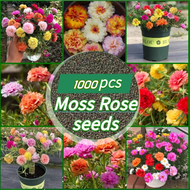 [Hot Selling Seedings] 1000pcs Japan Moss Rose Seeds for Sale Double Petals Portulaca Flower Seeds B