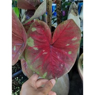 AB Nursery - Thai Caladium Hybrid (Lurkmai)