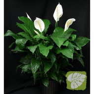 Spathiphyllum Peace Lily IOB