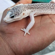 leopard gecko pied jantan