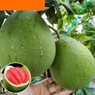 Grafted Pomelo Seedling Planting Red Pomelo Fruit Seedling