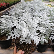 Silver dust plant/Toko Tanaman Hias Murah Bandung.