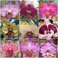 Remaja Anggrek Bulan/Phalaenopsis