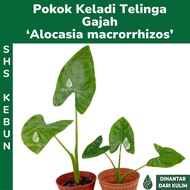Alocasia macrorrhiza Pokok Keladi Telinga Gajah Giant Taro Keladi Besar Indoor Plant Pokok Hiasan SHS Kebun