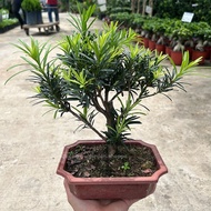 Pokok Bonsai Podocarpus Macrophyllus 小罗汉松 - Pokok Bonsai Hidup