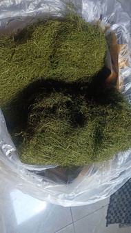 Daun talas hijau herbal gayo 100 gram aceh premium