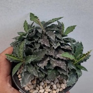 Euphorbia ambovombensis x (tulearensis x francoisii)