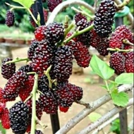 MULBERRY PLANT WITH POT ANAK POKOK MULBERRY