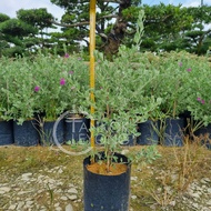 TKL - Outdoor Plant Big Size Texas Sage / Leucophyllum frutescens (Polybag 12x12) 40-50cm 室外红花玉芙蓉 (P