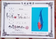 Ikan Koi Showa Size 22 Cm Import Isa Koi Farm Jepang Harga Promo