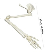 Life Size Human Arm Joint Model Arm Skeleton Model Study Anatomical Arm Model