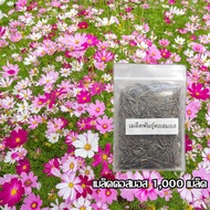 Cosmos Seeds 1 000 (Mixed Seeds)