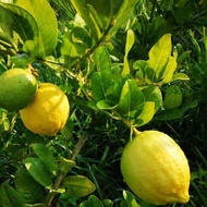 BG-POKOK LEMON THAILAND POLYBAG(FREE BAJA BUAH)