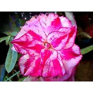 🌺🖤 Pink Collection 02 Adenium Seeds - Elite Desert Rose Varieties for Lush, Fleshy Potted Elegance 🌸