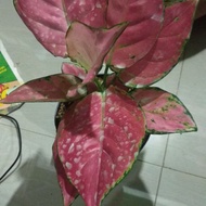 Tanaman Hias aglonema pink anjamani 6 daun lebih
