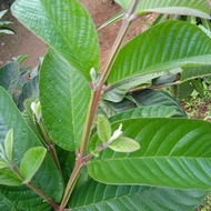 Fresh Guava Leaves - fresh Guava Leaves 500 Grams