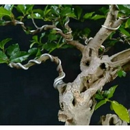 4MM bonsai wire