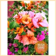 SALE!!! ROOTED RARE BOUGAINVILLEA ◸ ◶