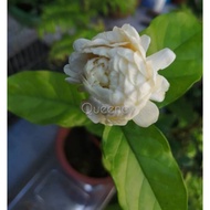 1 Keratan Bunga Jasmine Rose/Melur Ros