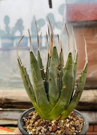 龍舌蘭 曲刺妖炎