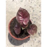 RARE PLANT Red Devil Keladi indo caladium thai hybrid