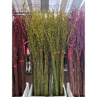Pussy Willow 银柳 10 Stalk Various Color real live plant free organic fertiliser 0.5kg free organic pr