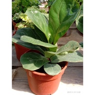Anak pokok Fiddle Fig