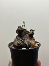 新品種厚敦菊 caudex plant 塊根多肉植物仙人掌 仙人球 刺 agave 龍舌蘭 漆樹象牙宮