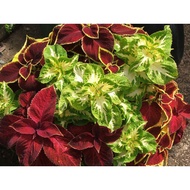 Mayana live plant cuttings (coleus)