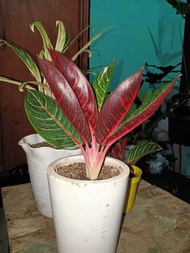 aglonema red sumatra