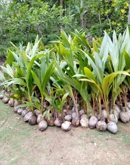Bibit Buah KELAPA HIBRIDA / bibit pohon kelapa hibrida hijau VALID