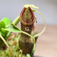 Nepenthes Syurga (Nepenthes Ventricosa x Northiana)[Carnivorous Plants][Monkey Cups][GILAGARDEN]