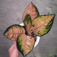 Aglaonema Sultan Brunei / Aglonema Sultan Brunei F