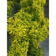 Anak Pokok Tong Emas Euodia Cultivar Rutaceae Aralia Golden Ball Real Live Plants Polyscias with Pol